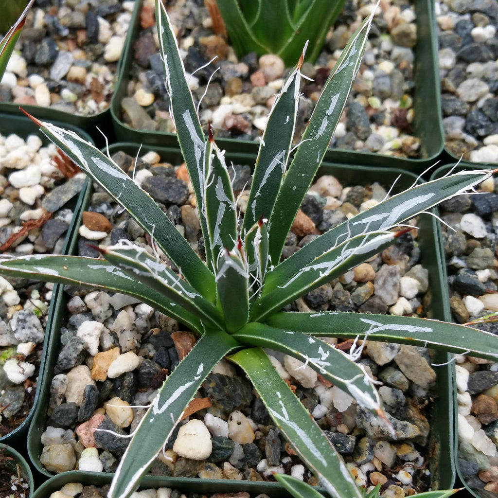 Agave toumeyana bella