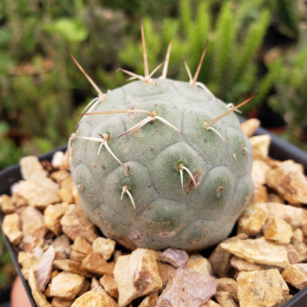 tephrocactus geometricus alexanderi