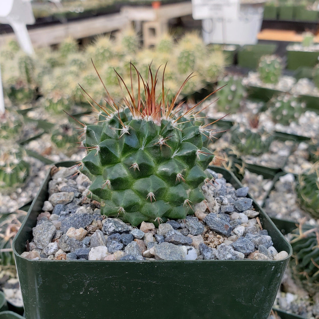 Mammillaria tlayecac