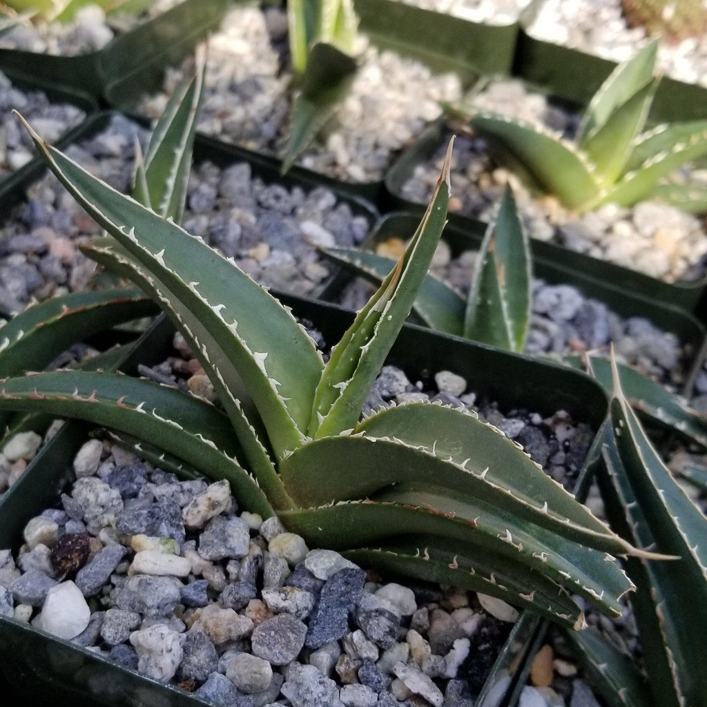 Agave triangularis Large