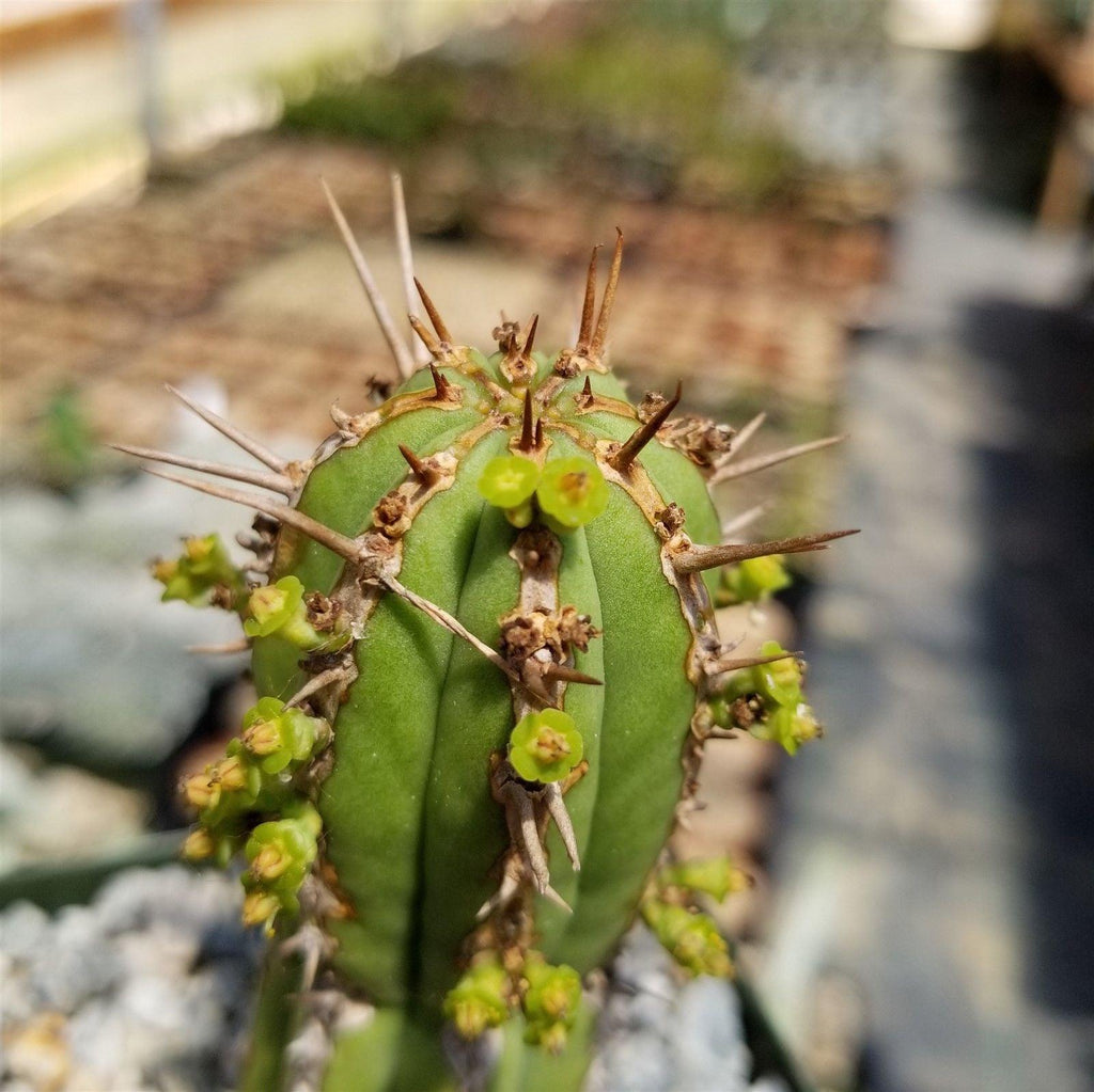 Euphorbia handiensis
