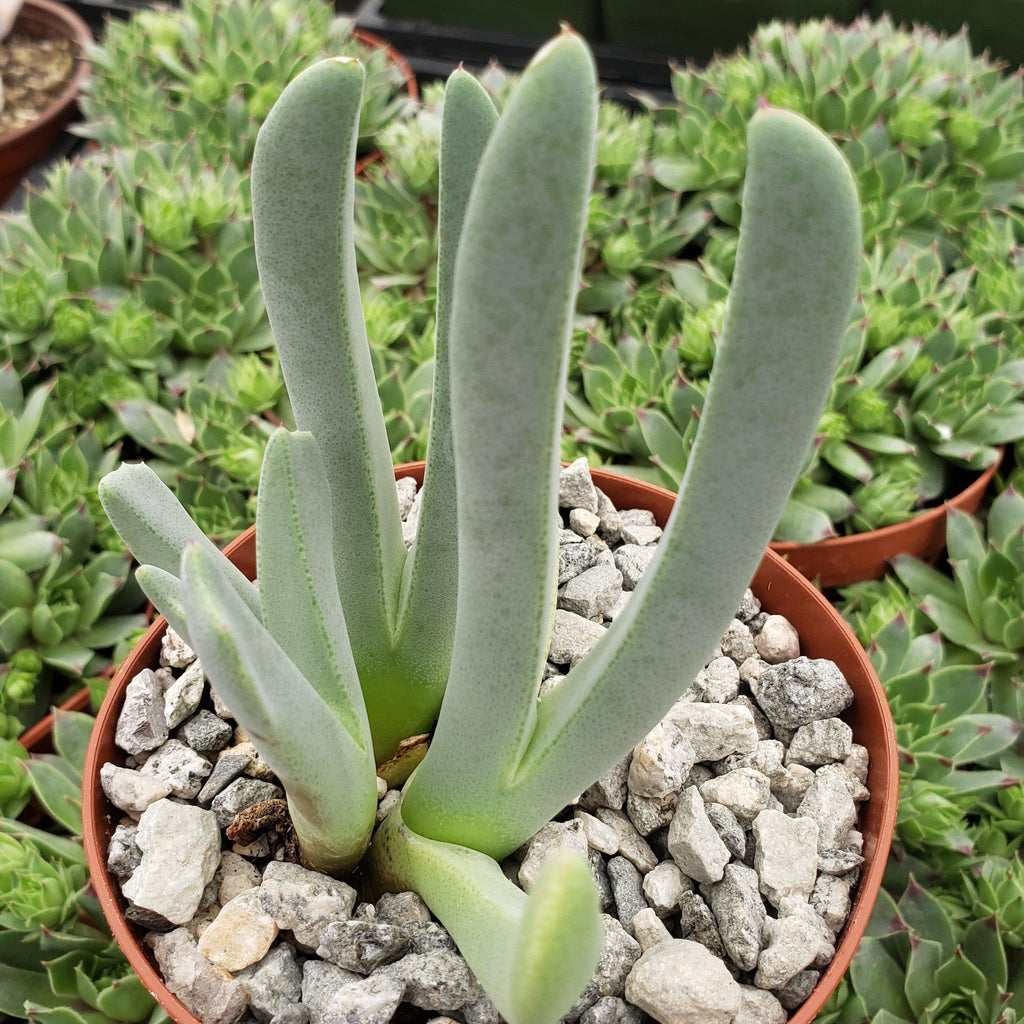 Carpet Weed - Cheiridopsis denticulata