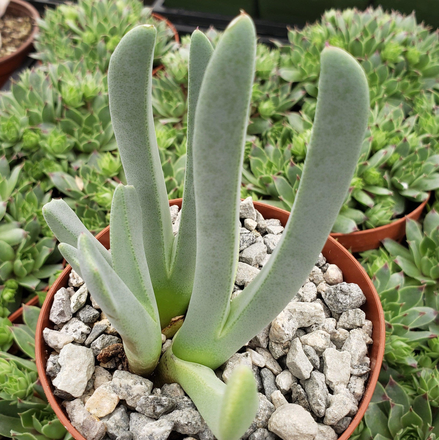 lobster claw succulent care Cushion-Forming Cheiridopsis Denticulata | Grab It Now