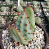 Cape Aloe - Aloe ferox