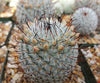 Mammillaria perez de la rosae