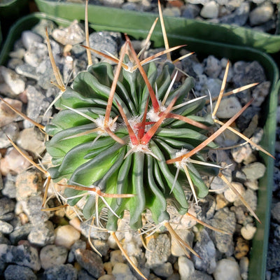 Echinofossulocactus crispatus