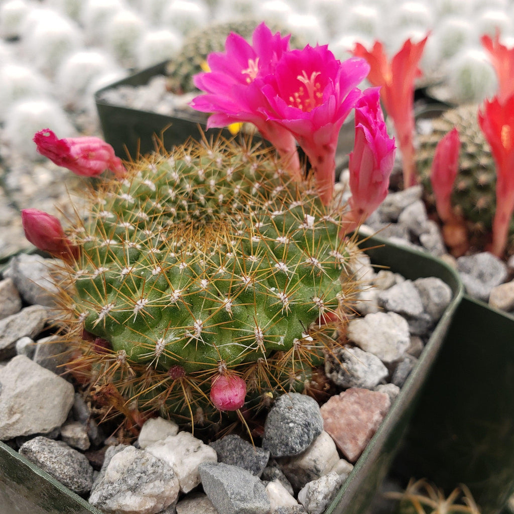 Rebutia minuscula