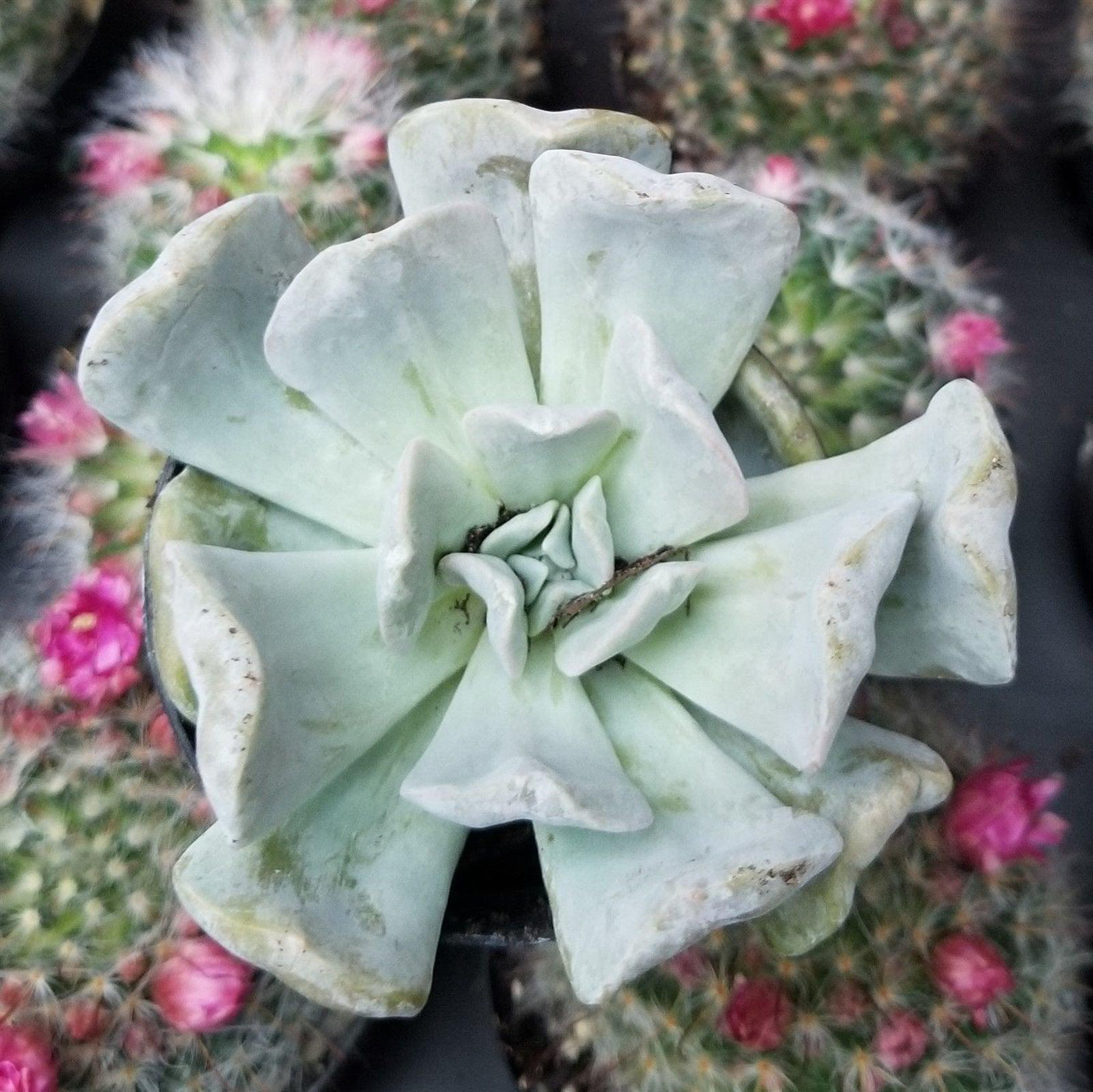 pink topsy turvy succulent Echeveria 'Topsy Turvy'