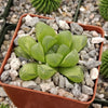 Haworthia obtusa