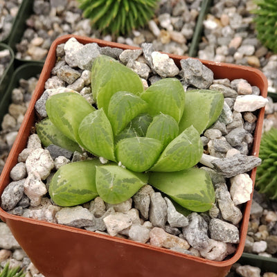 window haworthia succulent Must-Have Haworthia Obtusa | Cushion Aloe Succulent