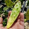 Sunburst Prickly Pear - Opuntia cochenillifera variegata Cutting