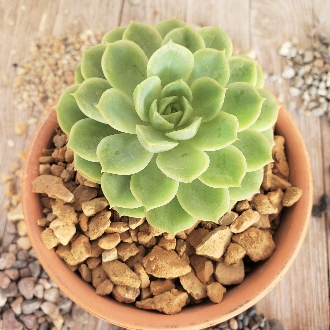 succulent top dressing 1 lb 3/8 California gold river rock Cactus and Succulent Top Soil Dressing