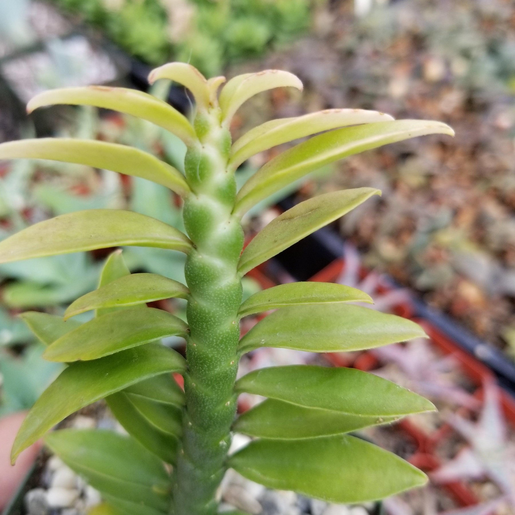 devil's backbone succulent plant Shop 'Devils Backbone Plant - Euphorbia tithymaloides' Care & Info