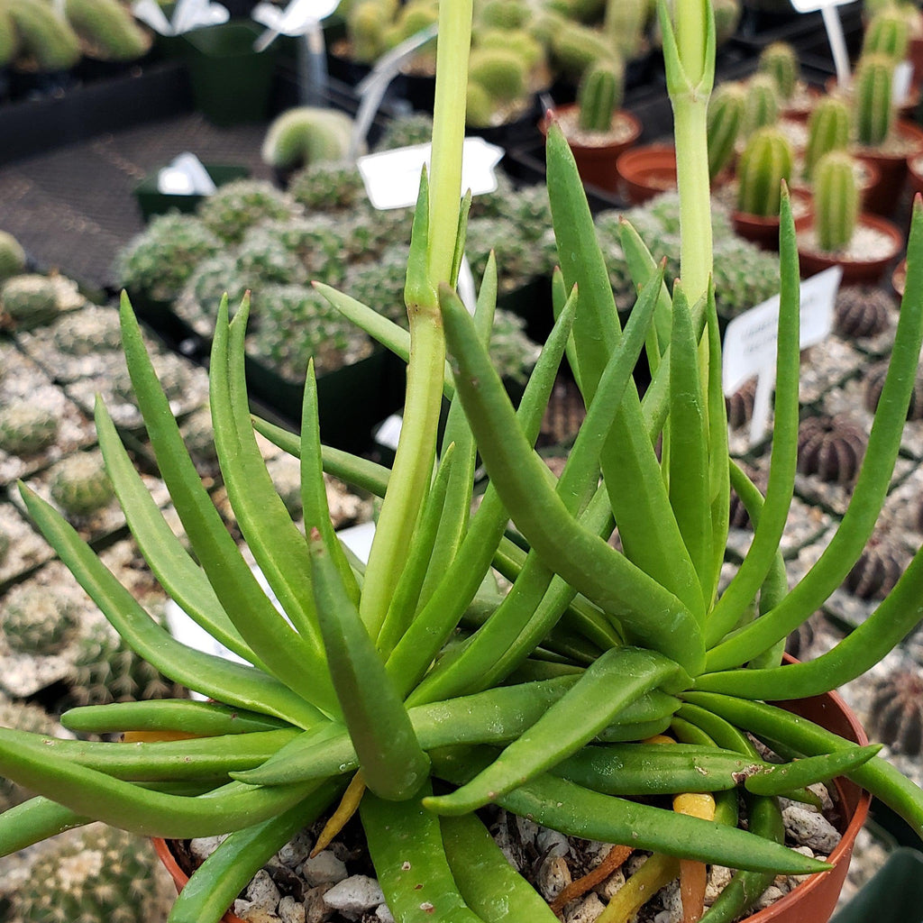 Devil Horns Plant - Crassula nudicaulis