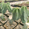 Myrtillocactus geometrizans trimmed