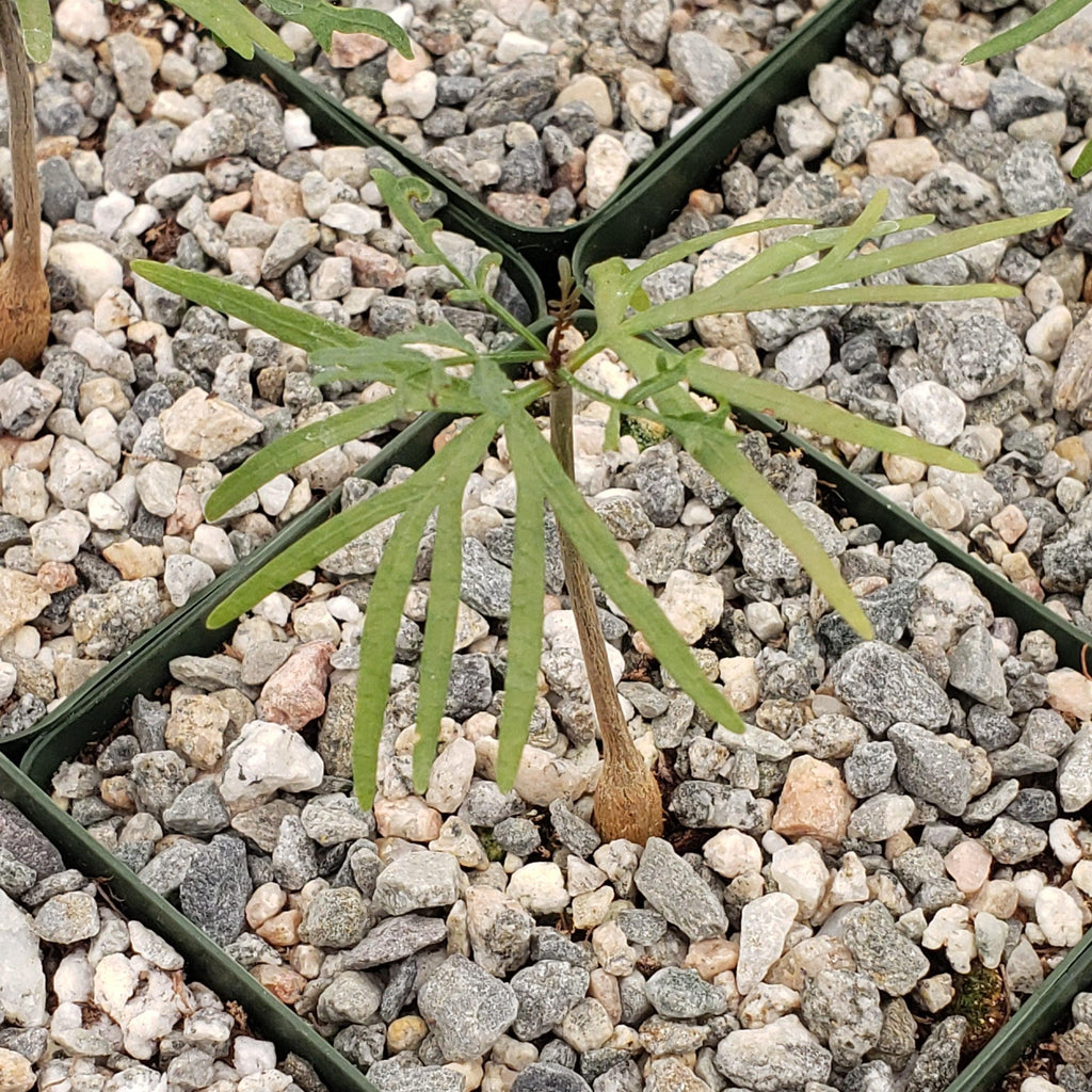 Bursera microphylla Elephant Tree