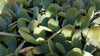 Flapjack Plant ‘Kalanchoe luciae’