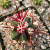 Ferocactus rectispinus