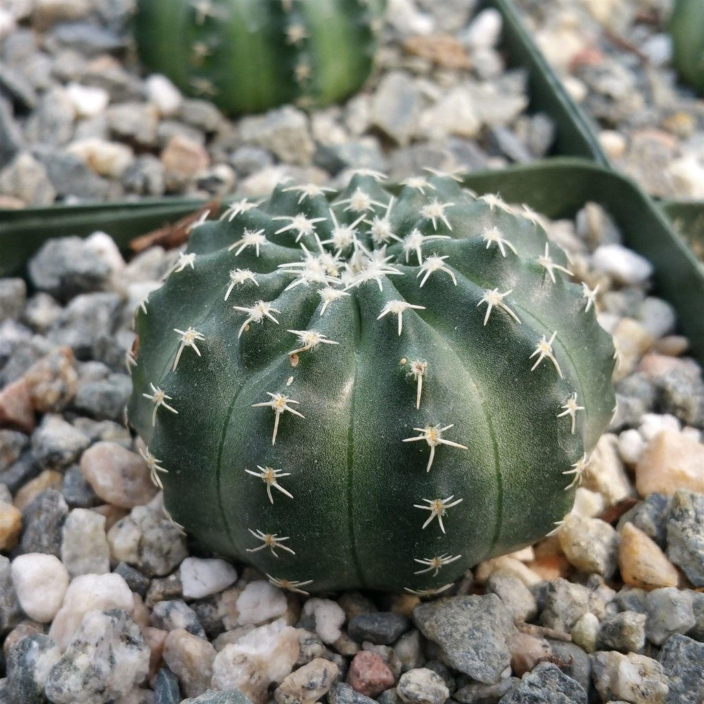 Echinocereus aguirrei