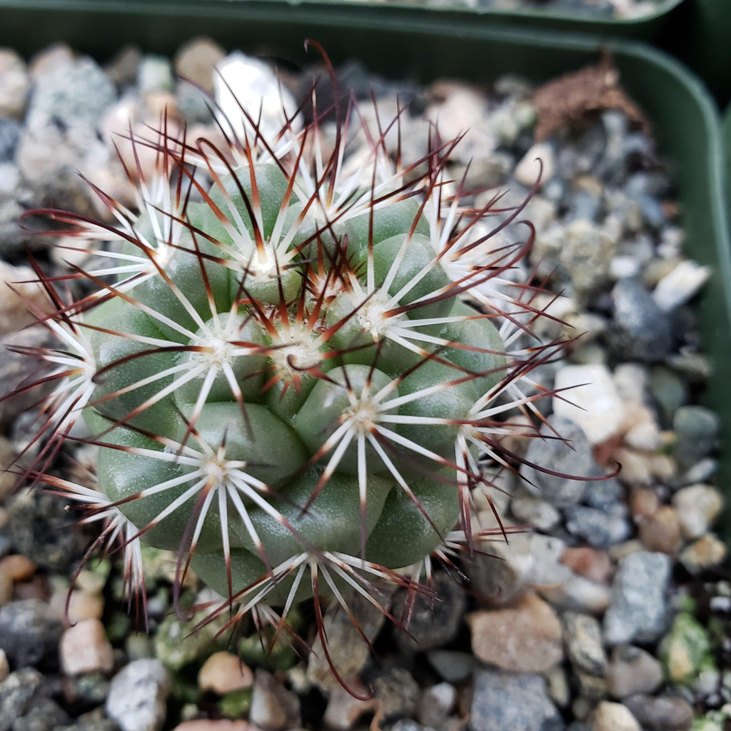 Mammillaria bartschella schumannii