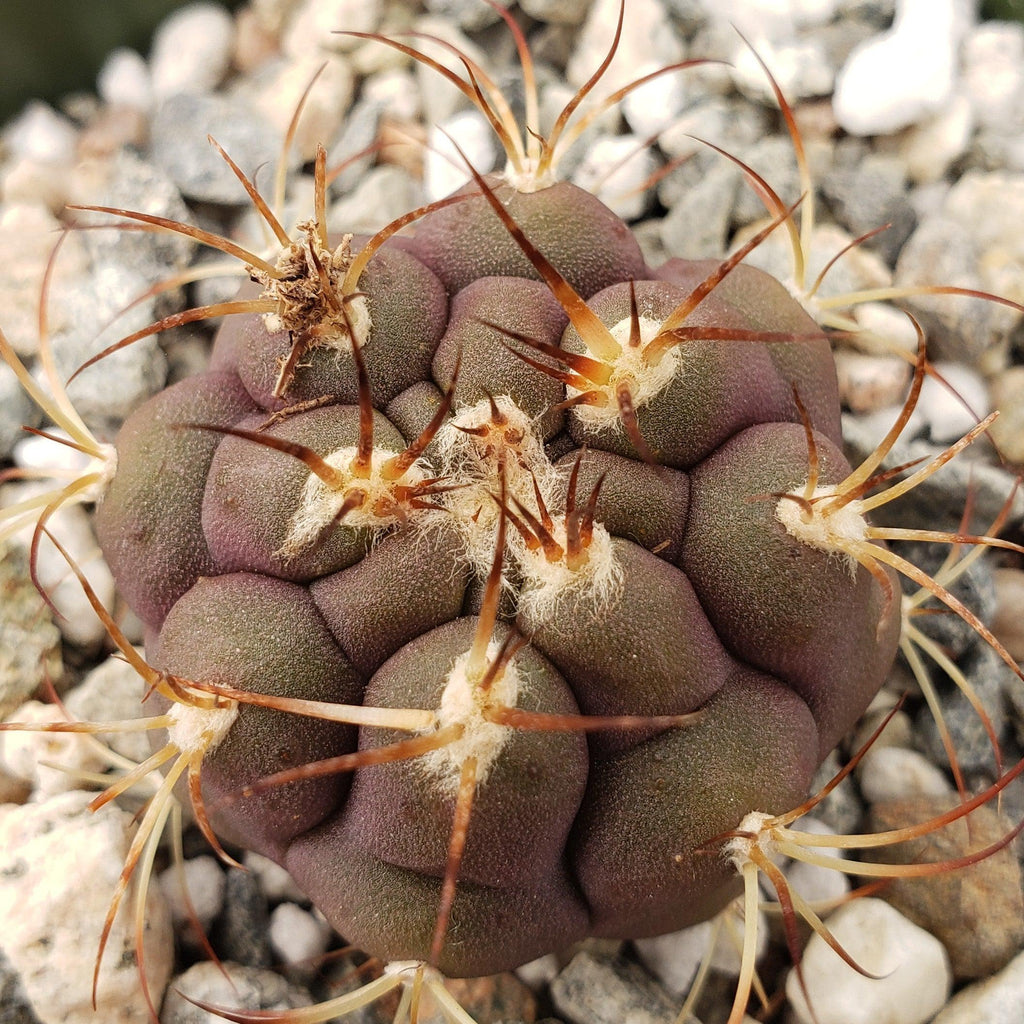 Gymnocalycium pflanzii albipulpa