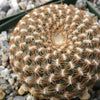 Sulcorebutia arenacea