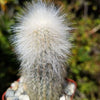 Silver Torch Cactus &