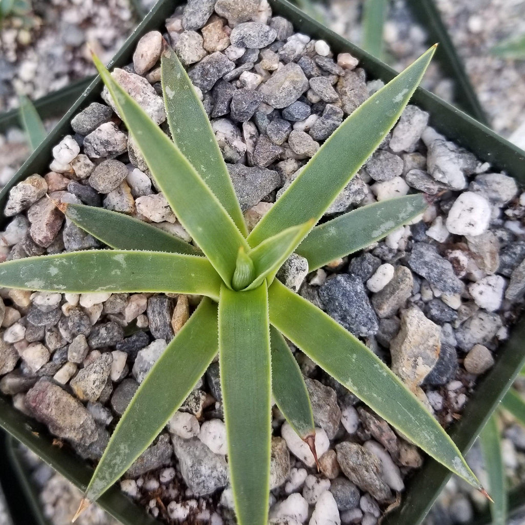 Agave kavandivi