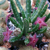 Stapelia scitula