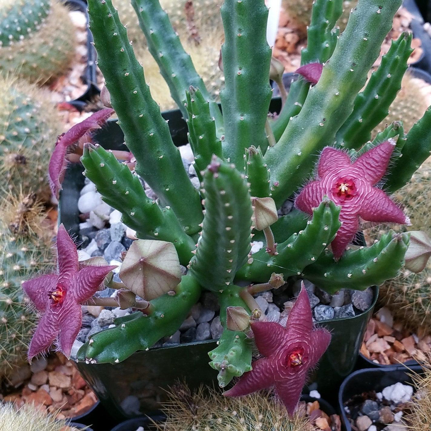 star flower succulent Buy Stapelia Scitula | Small Succulent Plant