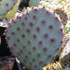 Opuntia Santa Rita Prickly Pear