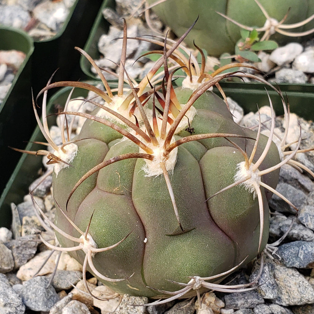 Gymnocalycium tomina