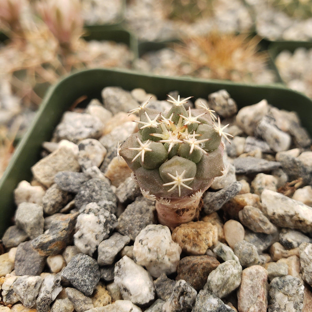 Turbinicarpus lophophoroides