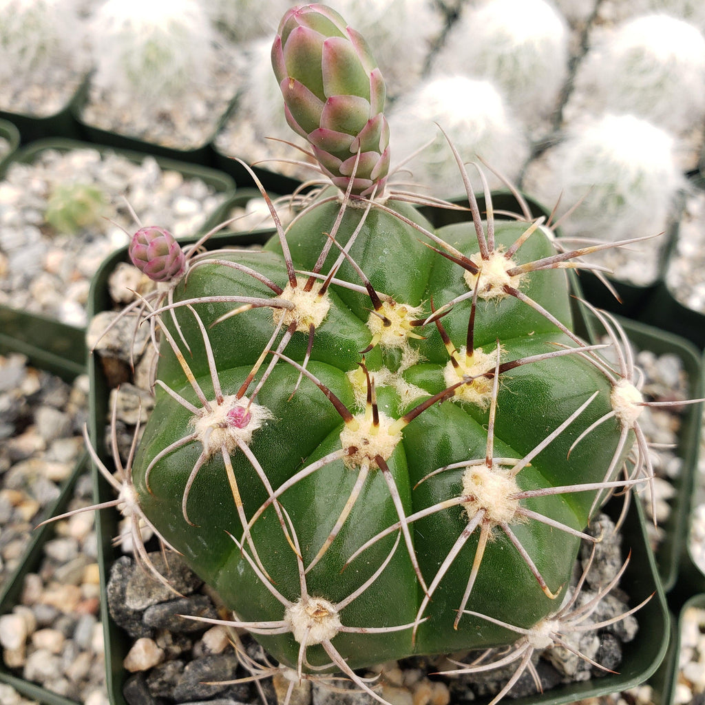 Gymnocalycium fleischerianum