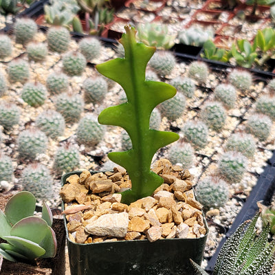 Fishbone Cactus ‘Selenicereus anthonyanus’ - Ric Rac Cactus