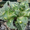 Faucaria tuberculosa soto