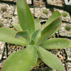 Echeveria subrigida