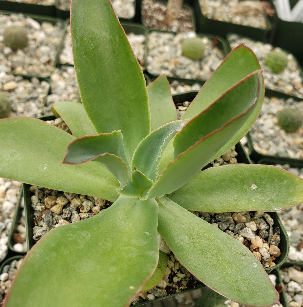 Echeveria subrigida