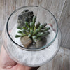 DIY succulent glass globe terrarium