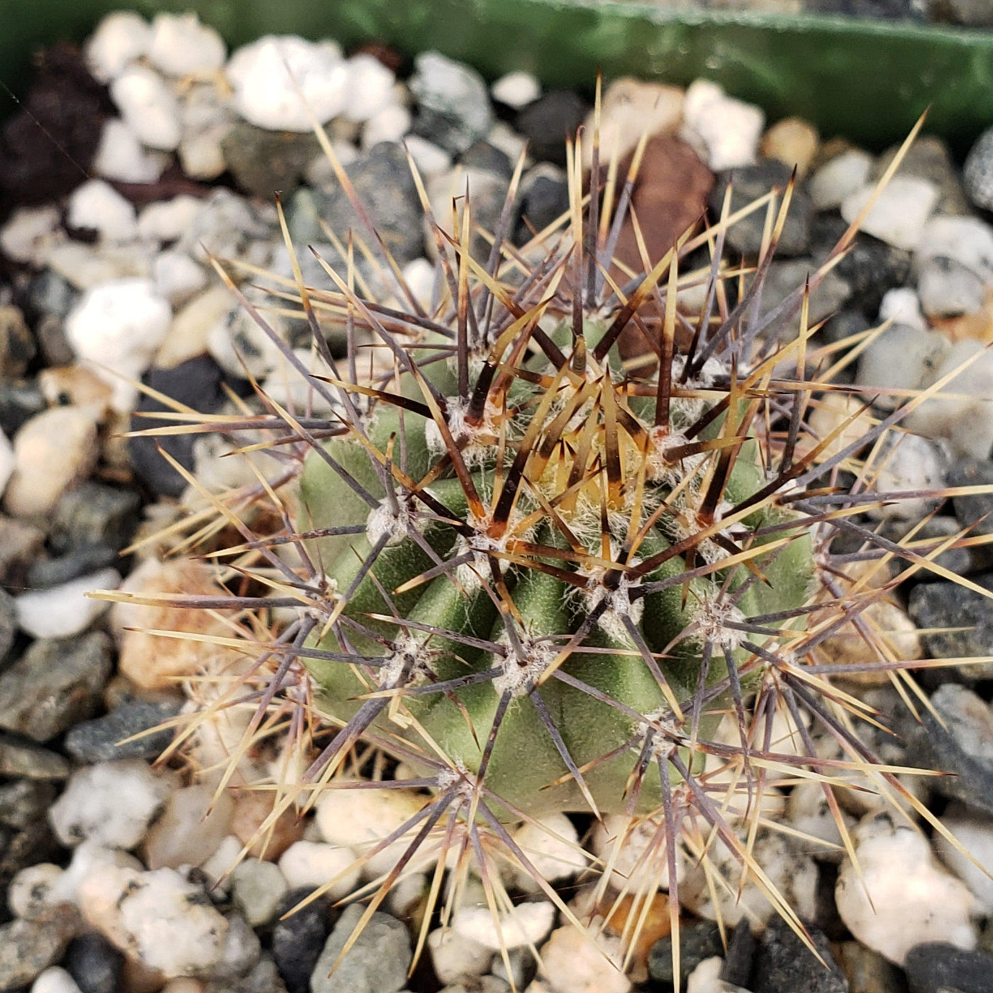 Echinopsis melanopotamica