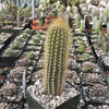 Austrocephalocereus estevesii