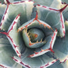 Variegated Butterfly Agave - Agave potatorum &