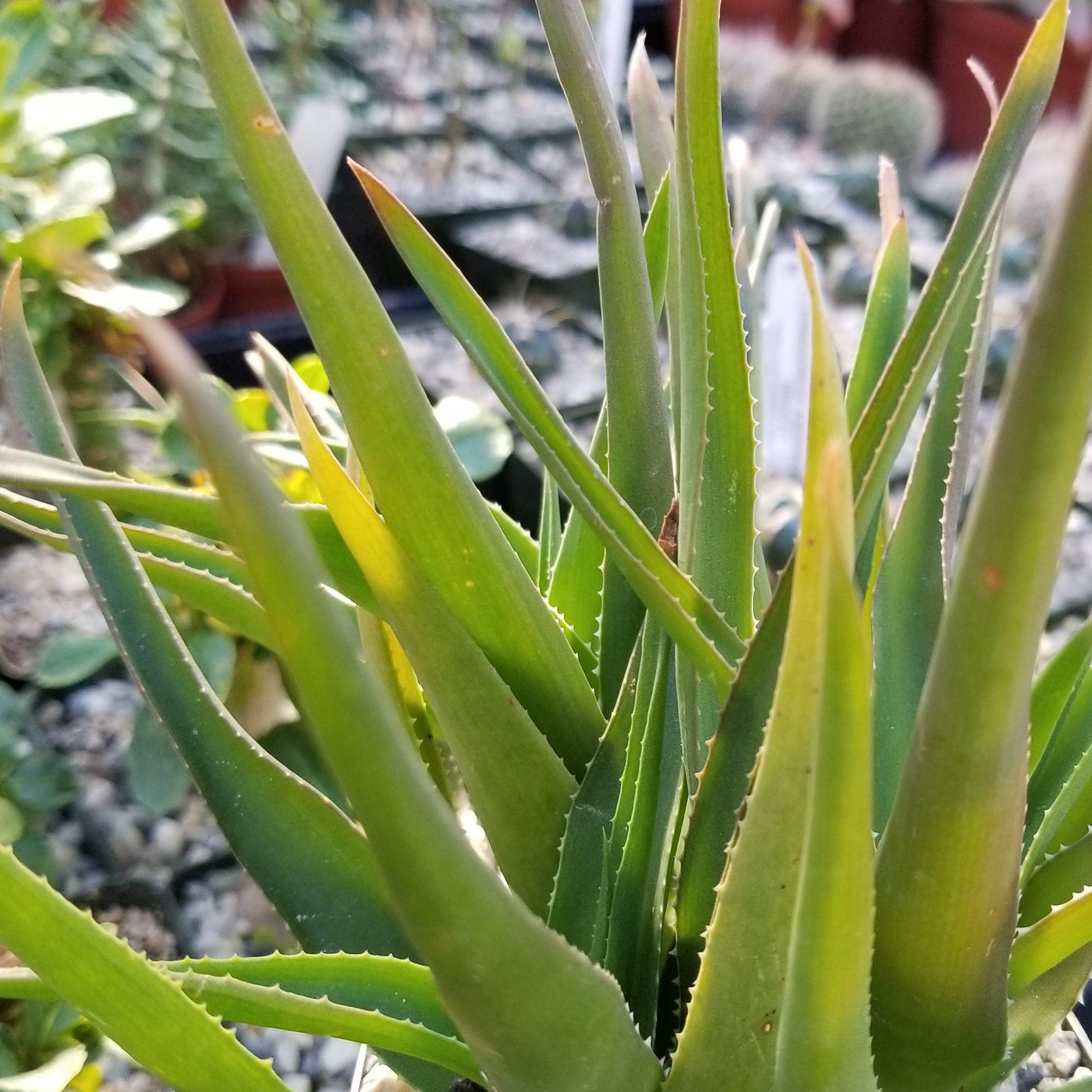 Climbing Aloe – Aloe ciliaris