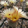 Notocactus elegans