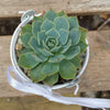 6 mini succulents in tin pails set party favor arrangements white