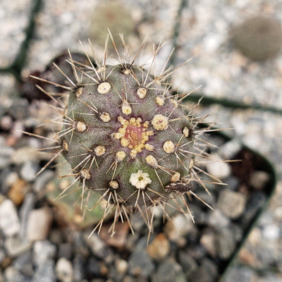 Opuntia fulgida boxing glove cactus