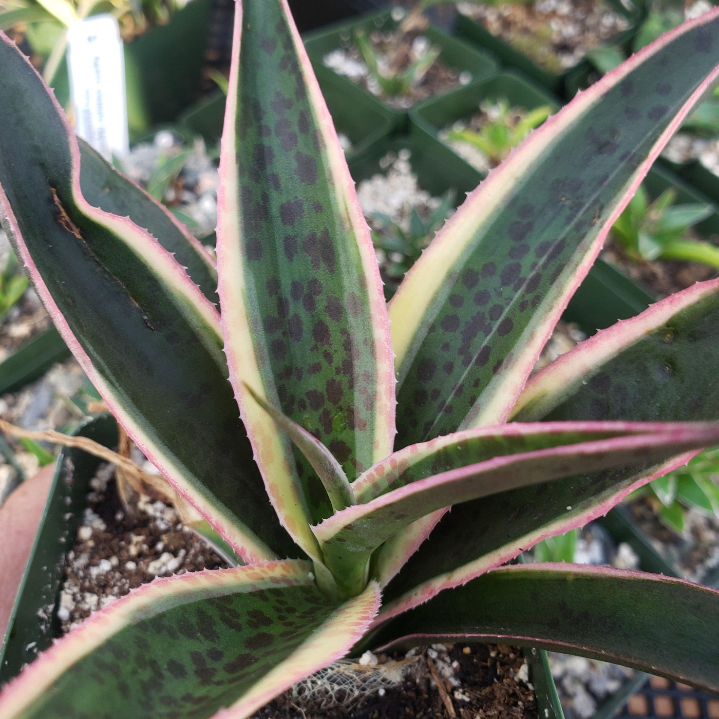 snow leopard hanging planter Shop For Agave Snow Leopard | Outdoor Plants