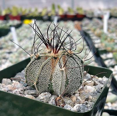 Astrophytum capricorne goats horns