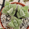 Crassula Moonglow