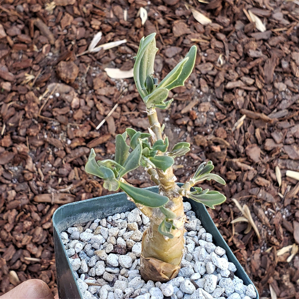 Othonna lobata hybrid